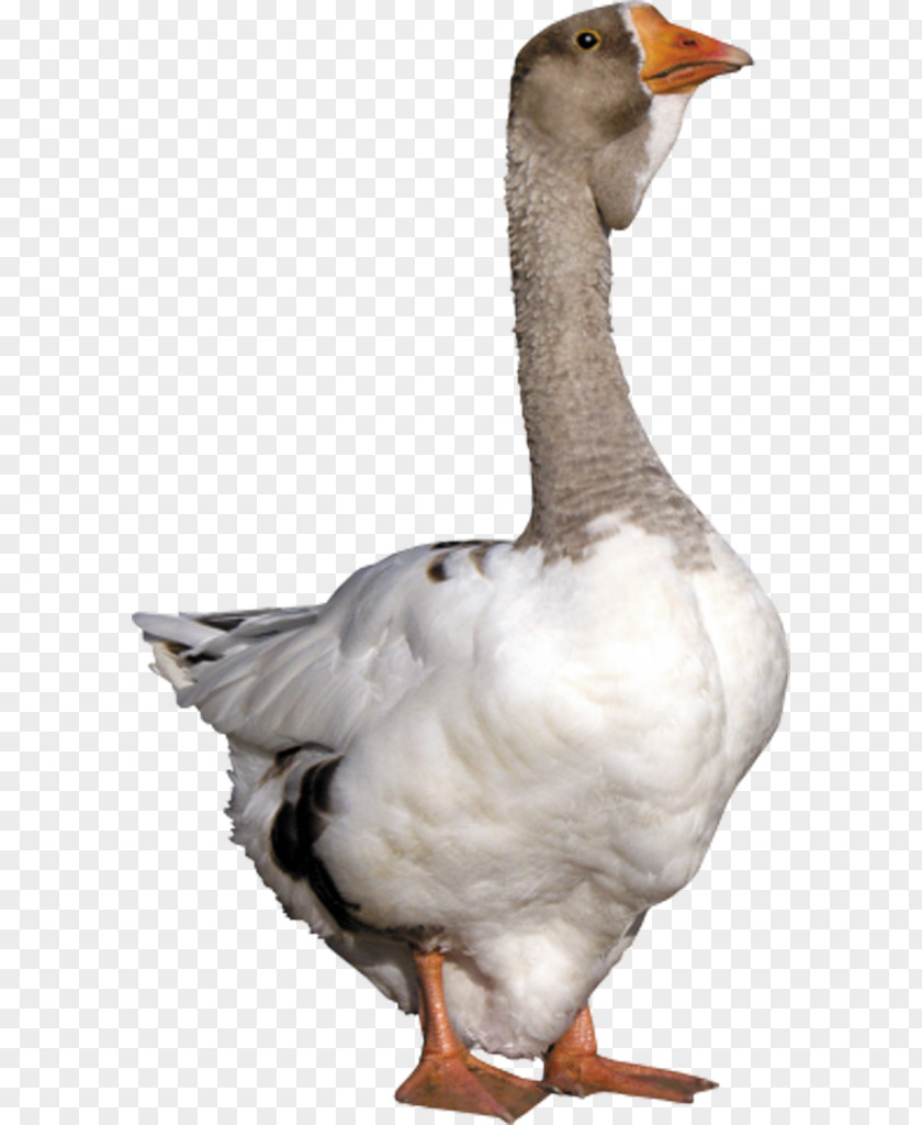 Duck Head Goose Download PNG
