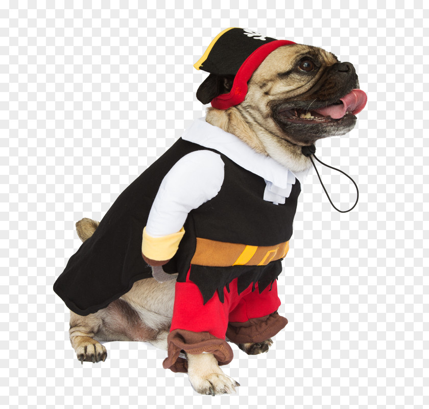 A Dog With Hat Breed Costume Pug Pet Clothing PNG