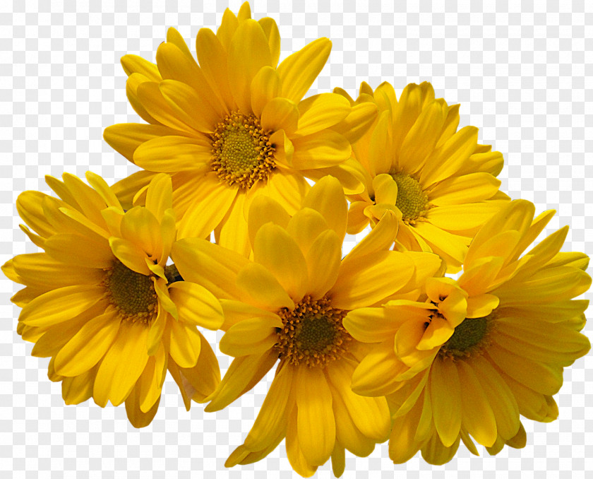 Flower Bouquet Yellow Common Daisy PNG