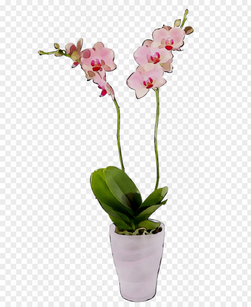 Moth Orchids Cut Flowers Cattleya Flowerpot PNG