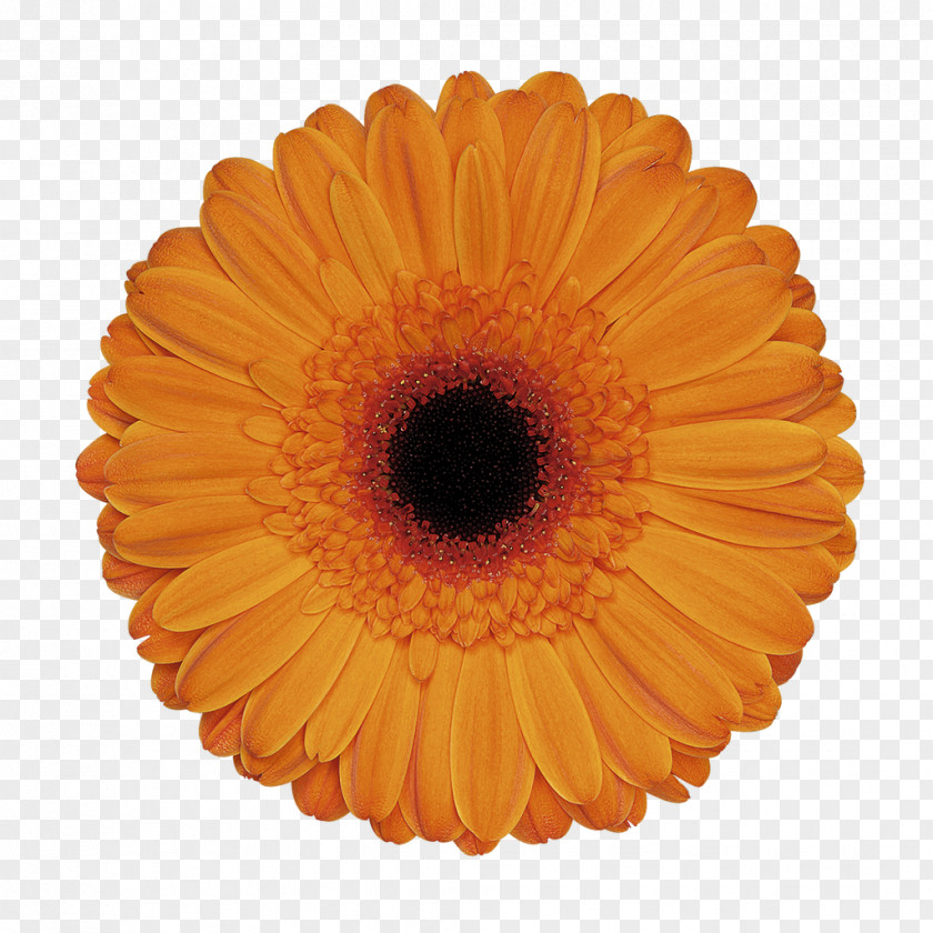 Party Transvaal Daisy Cut Flowers Floristry PNG