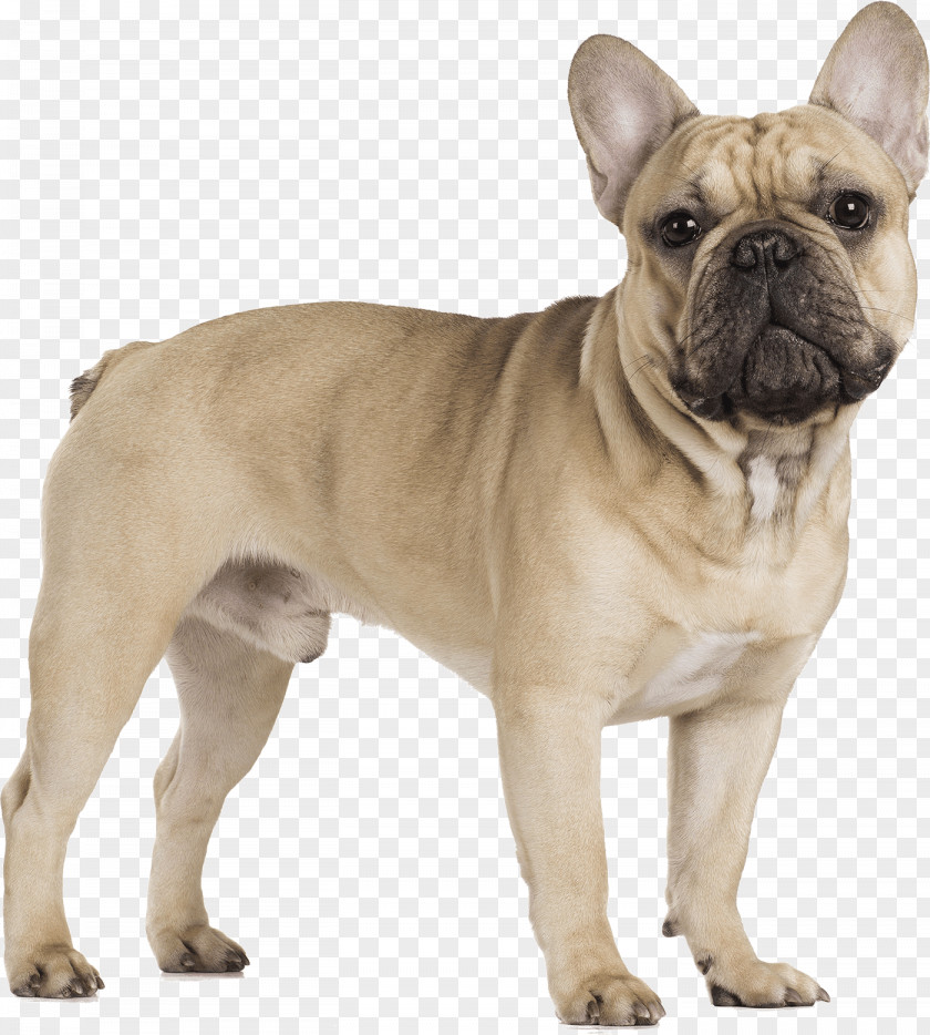 Puppy French Bulldog Pug Toy PNG