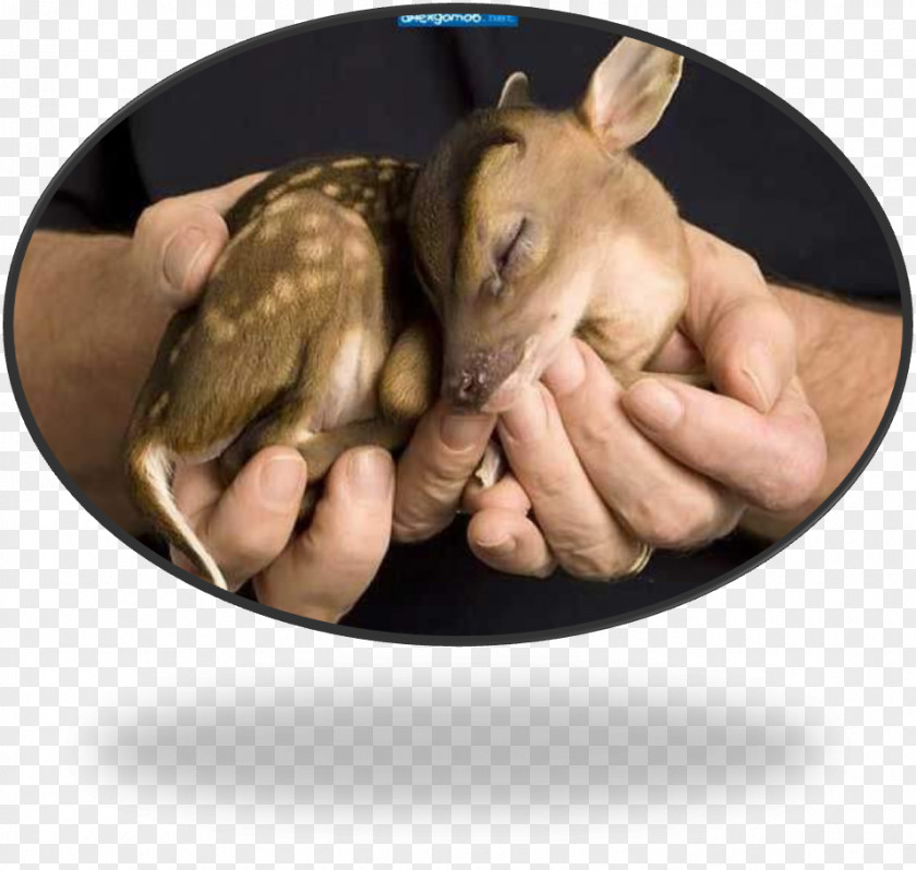 Kiwi Bird Water Deer Infant Cuteness Child PNG