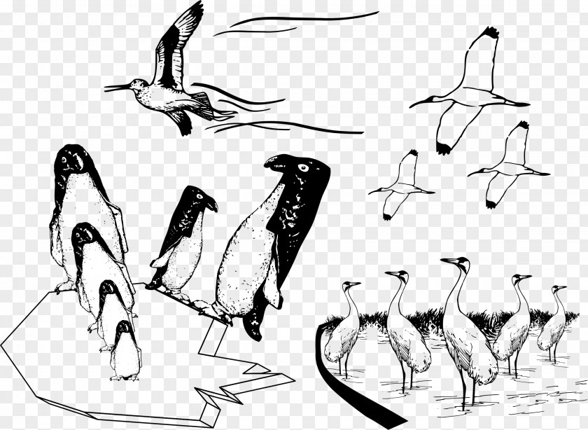 Many Birds Flying Together Bird Penguin Common Ostrich Drawing Image PNG