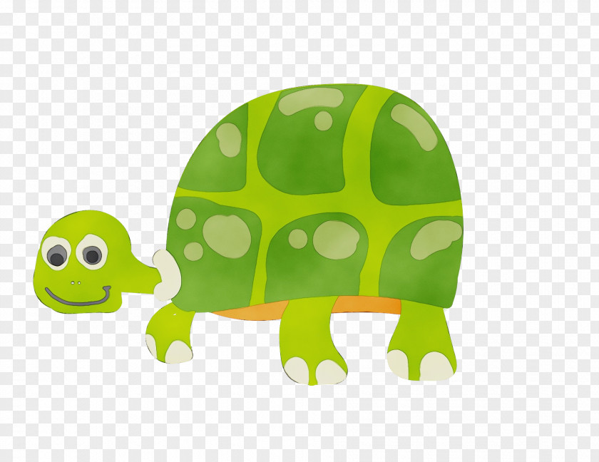 Tortoise Turtles M Green Cartoon PNG