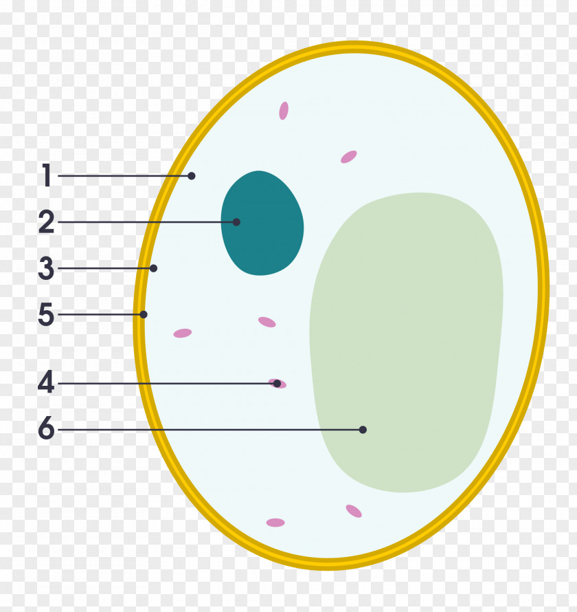 Yeast Illustration Cell Wall Fungus Diagram PNG