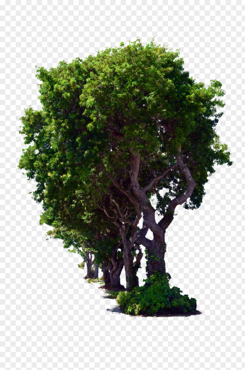 Arboles Tree DeviantArt Download PNG