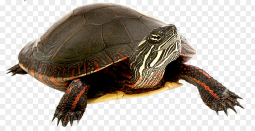 Black Turtle Box Tortoise Clip Art PNG