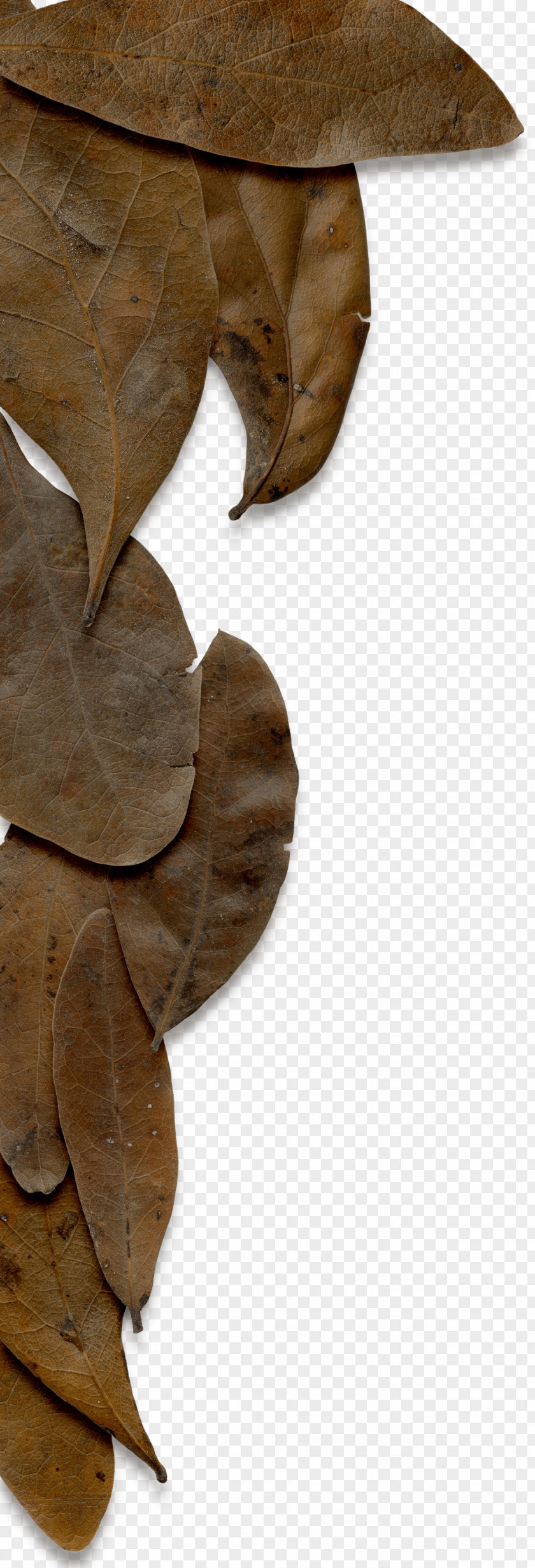 Commercial Use Leaf Wood PNG