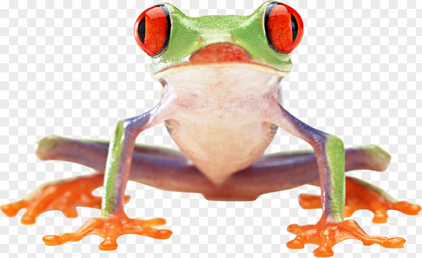 Frog Image Amphibian Clip Art PNG