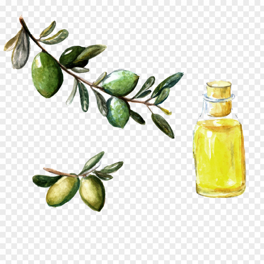 Hand-painted Olive Argan Oil Watercolor Painting PNG