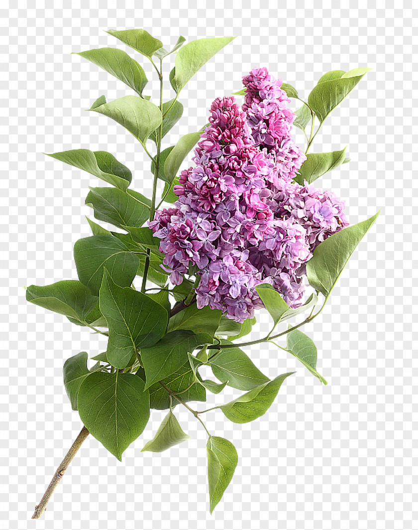 Lilac Flower Stock Photography High-definition Video PNG