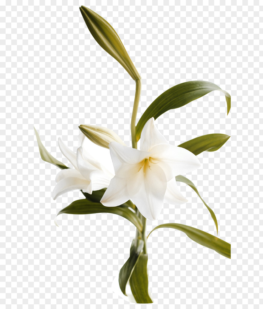 Lily Bouquet Lilium Flower Computer File PNG