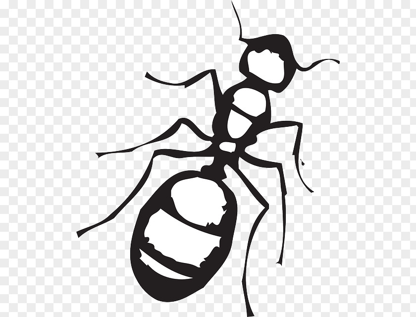 Ant Line Black And White Clip Art PNG