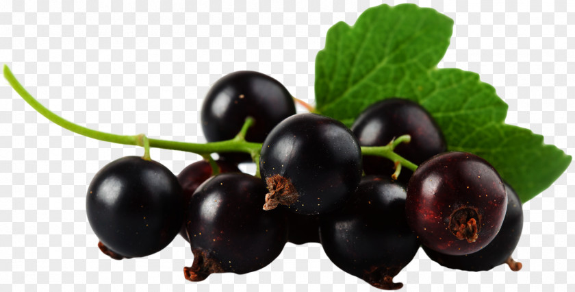 Blueberry Blackcurrant Bilberry Zante Currant PNG