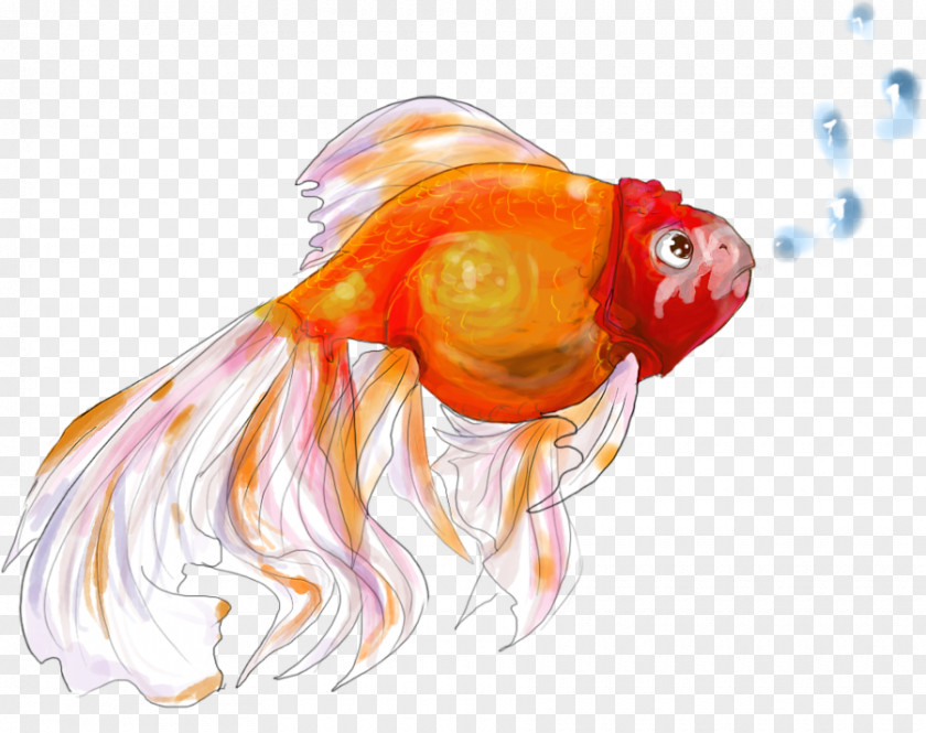 Fish Goldfish Drawing Bony Fishes Marine Biology PNG