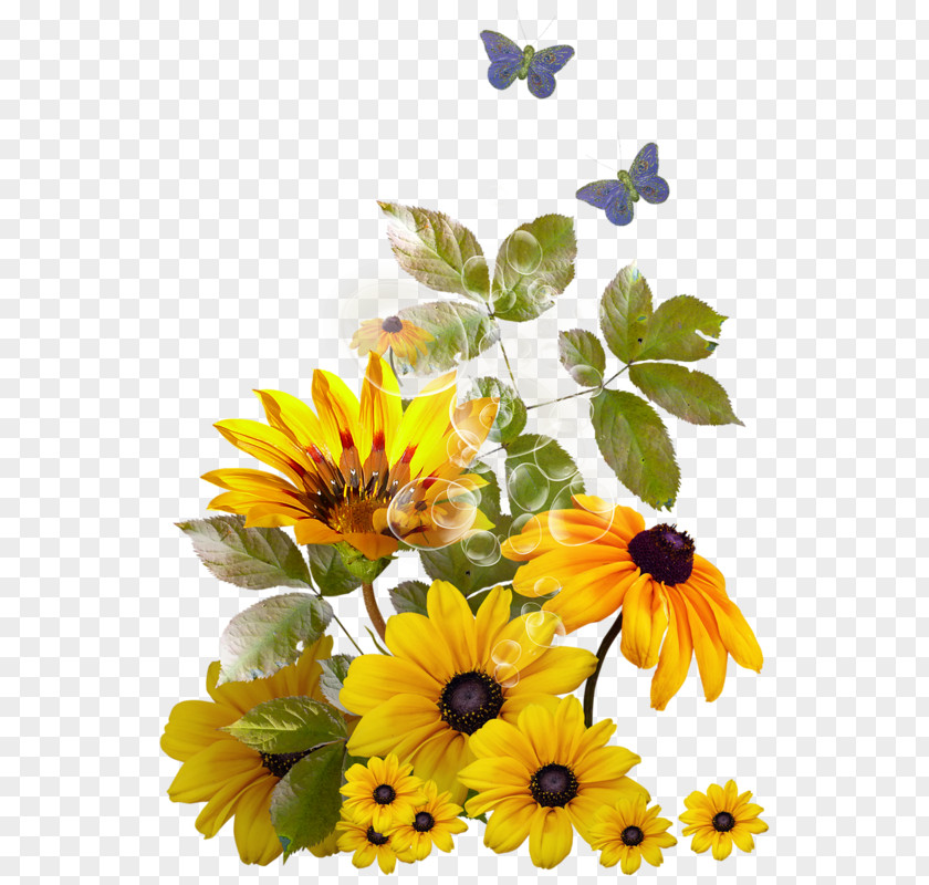 Girassol Vetor Picture Frames Clip Art Image Common Sunflower PNG