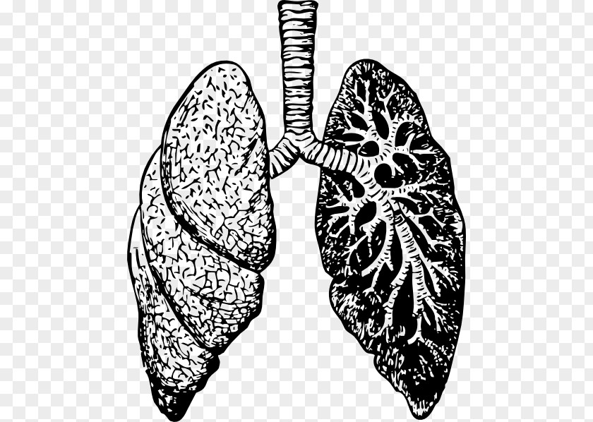 Lung Drawing Clip Art PNG