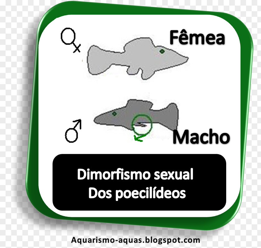 Peixes De Agua Doce Clip Art Headgear Animal Technology Line PNG