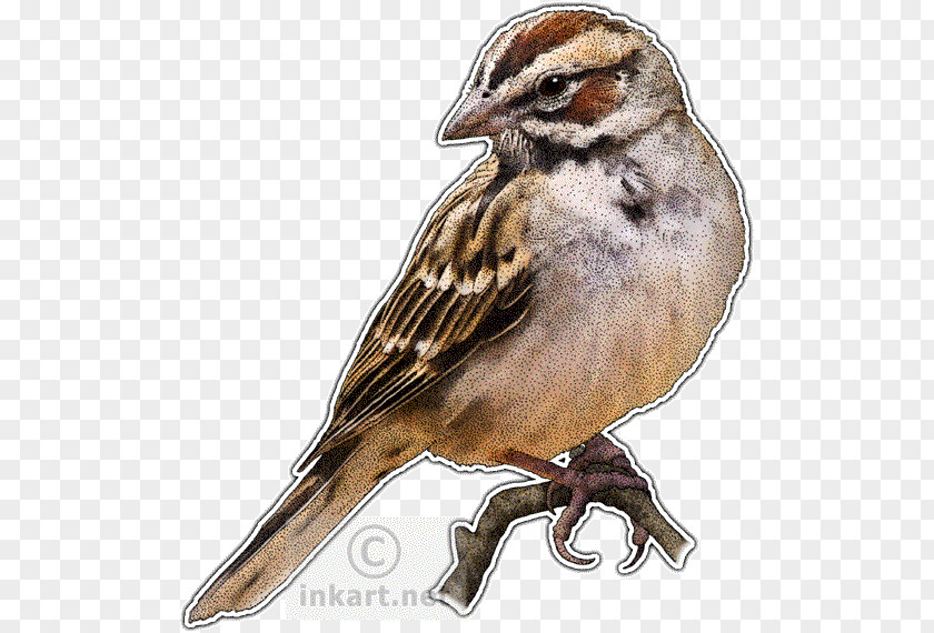 Sparrow House Lark Bird Drawing PNG