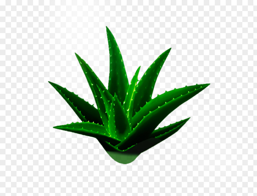 Aloe Vera Arborescens Gel Aloin Medicinal Plants PNG