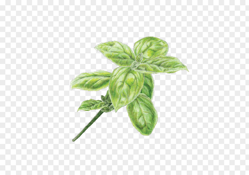 Basil Pesto Pasta Oil Infusion PNG