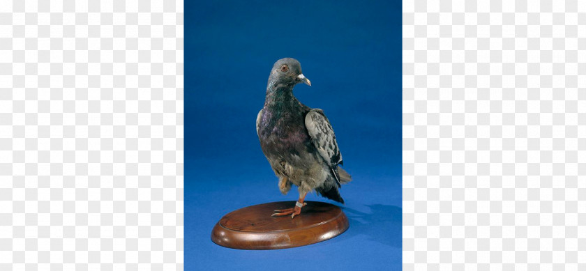 Bird Homing Pigeon Columbidae Smithsonian Institution Cher Ami First World War PNG