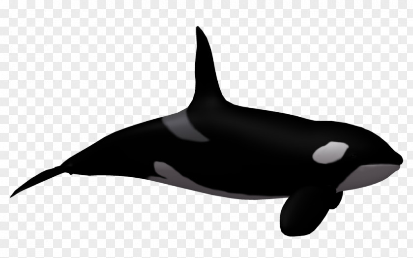 Cartoon Humpback Whale Toothed Killer Clip Art PNG