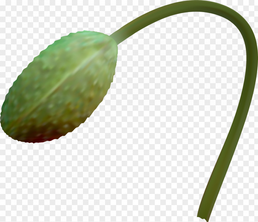 Poppy Leaf Plant Stem PNG