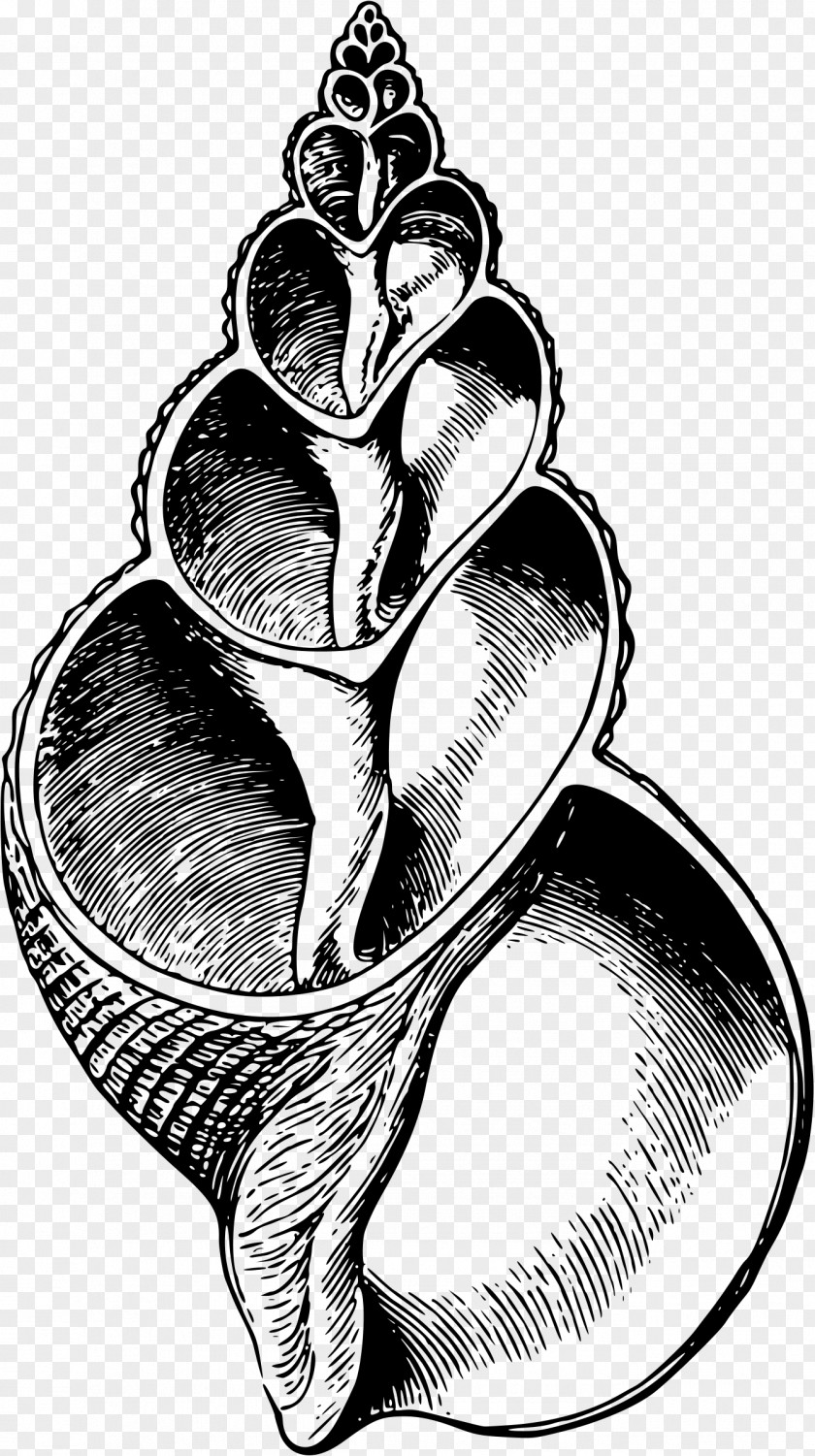 Seashell Gastropods Snail Clip Art PNG