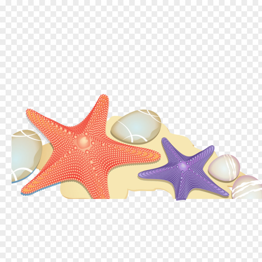 Beach Sand Starfish Vector Euclidean PNG