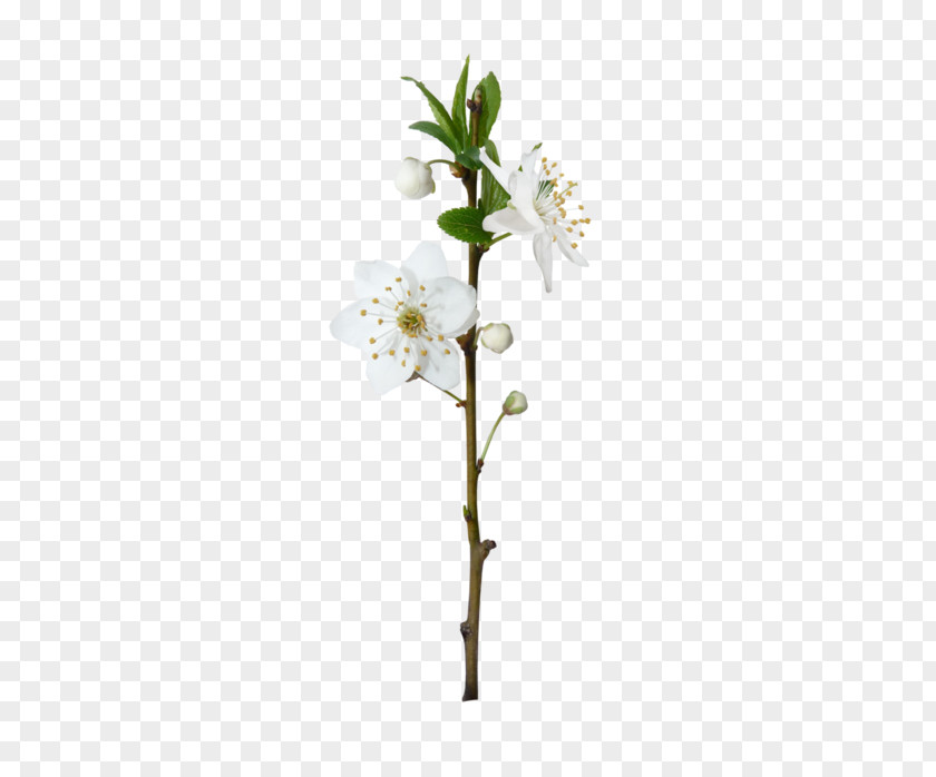Flower Flowering Plant Blossom Stem Tree PNG