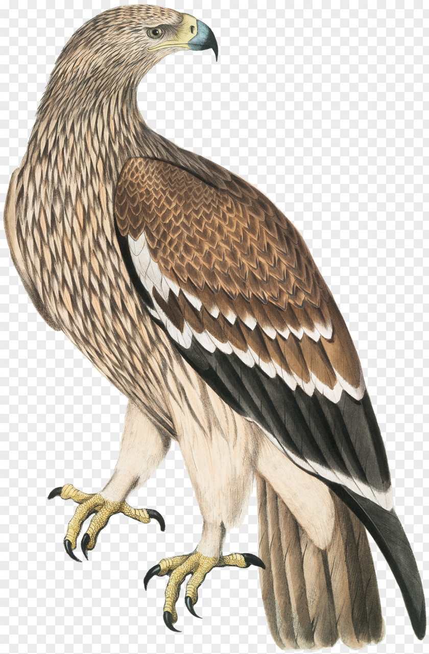 Golden Eagle The Birds Of America Bald Drawing PNG