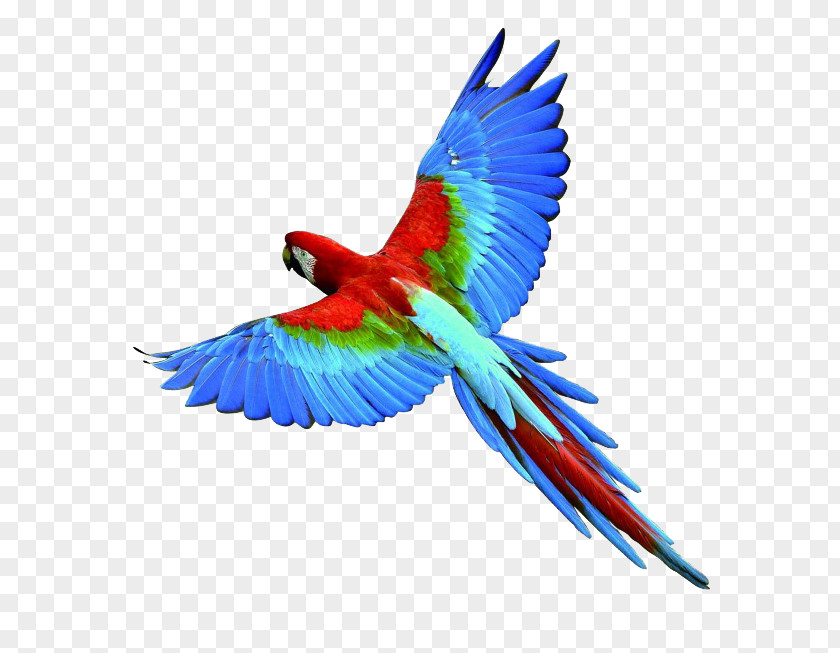 Parrot Bird Eagle PNG
