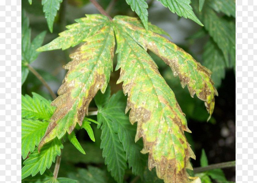 Cannabis Nutrient Cultivation Hemp Burn PNG