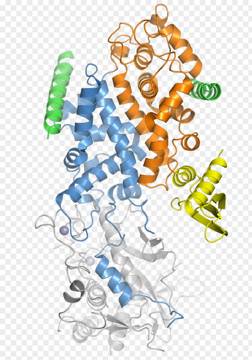 Cleaves Drosha MicroRNA Ribonuclease III DGCR8 PNG