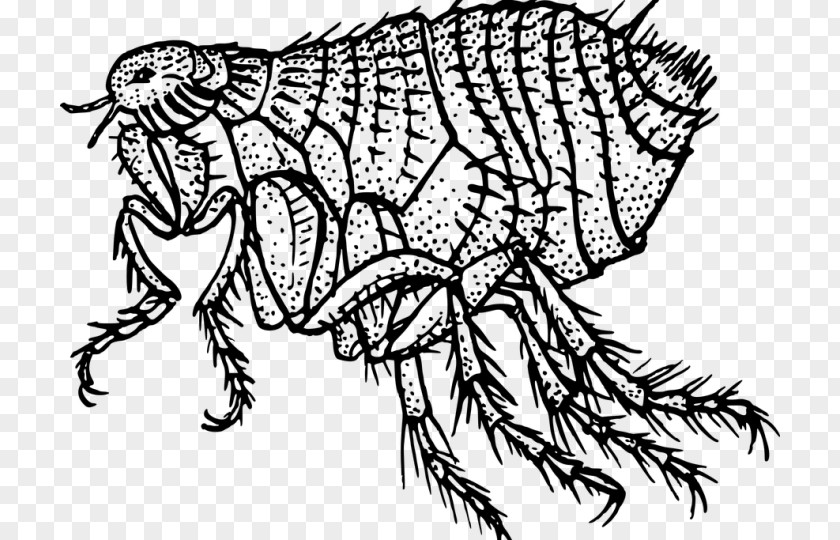 Flea Insect Louse Dog Rat PNG