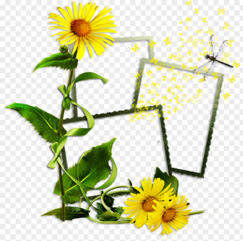 Flower Common Sunflower Clip Art PNG