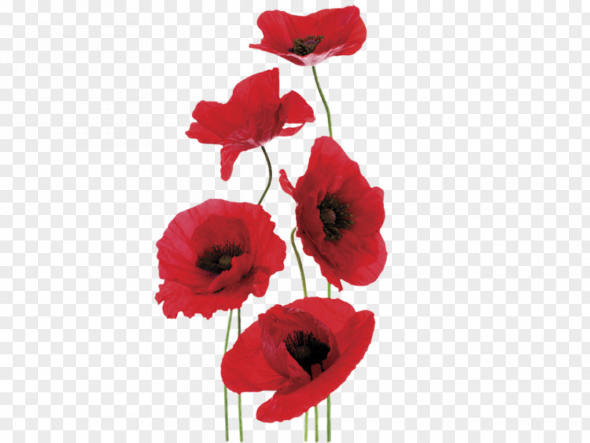 Flower Wall DecalFlower Common Poppy Sticker Remembrance Decal PNG