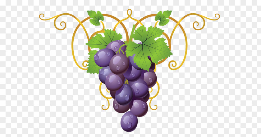 Grapes Drawing Common Grape Vine Wine Concord PNG