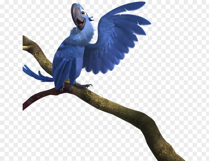 Parrot Blu Rio Clip Art PNG