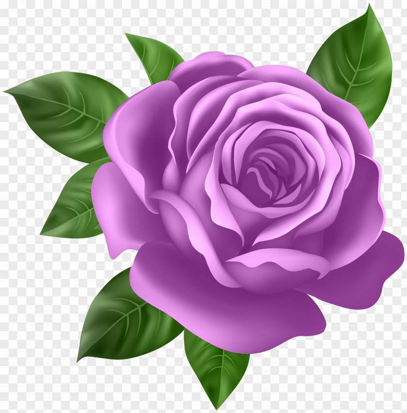 Purple Rose Transparent Clip Art PNG