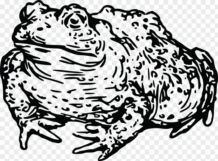 Amphibian Frog Toad Tadpole Clip Art PNG