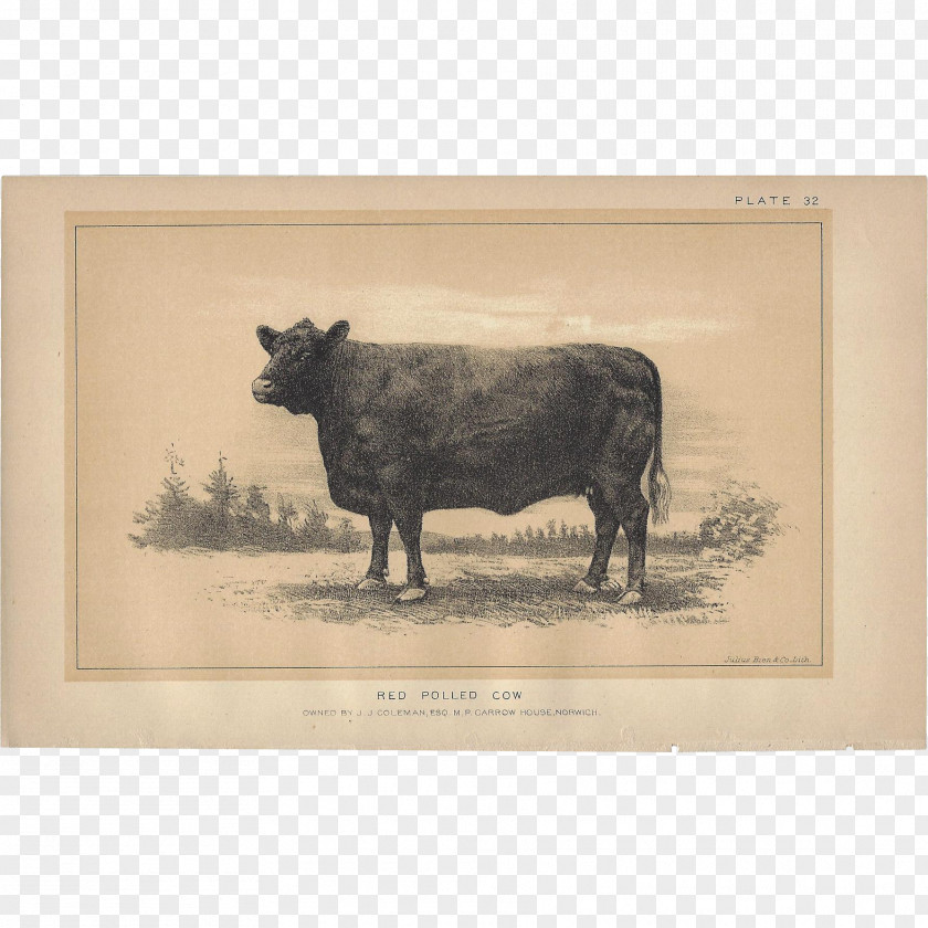 Cow Jersey Cattle Highland Taurine Ox Zazzle PNG