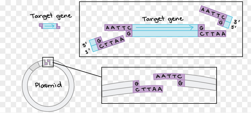 Fragmentation Header Box Cloning DNA Biotechnology Gene Biology PNG