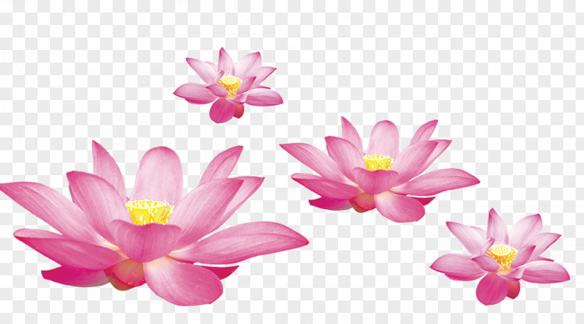 HD Creative Lotus Thouin Water Lilies Nelumbo Nucifera Ink Wash Painting Chinese PNG