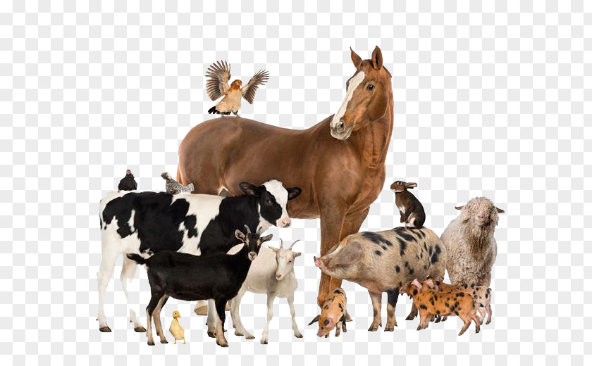 Horse Cattle Livestock Agriculture Farm PNG
