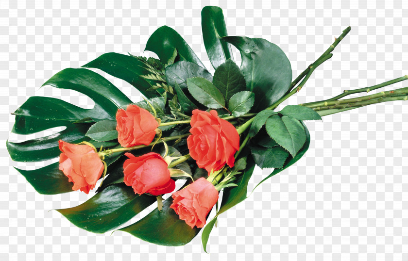 Rose UXGA Desktop Wallpaper 1080p Flower PNG