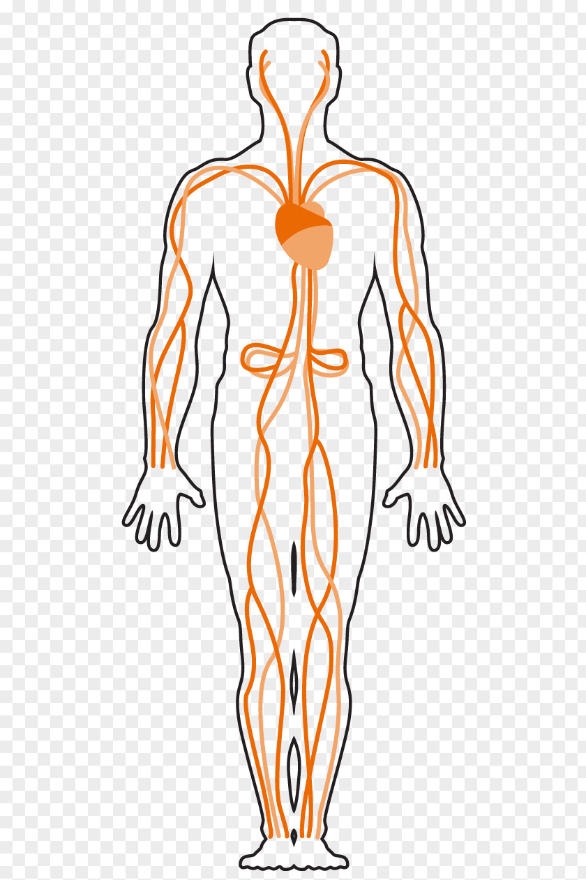 Chemical Weapon Finger Respiratory System Human Body Muscle Asphyxia PNG