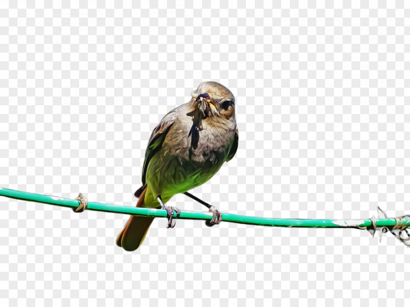 Finch Twig Bird Beak Perching Parrot Branch PNG
